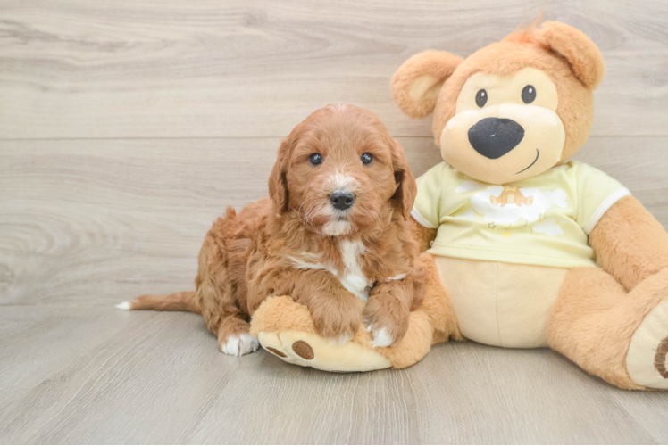 Mini Goldendoodle Puppy for Adoption