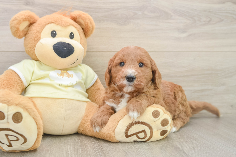 Mini Goldendoodle Pup Being Cute