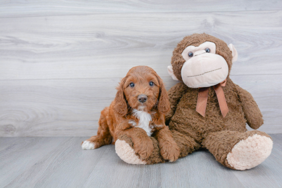 Mini Goldendoodle Pup Being Cute