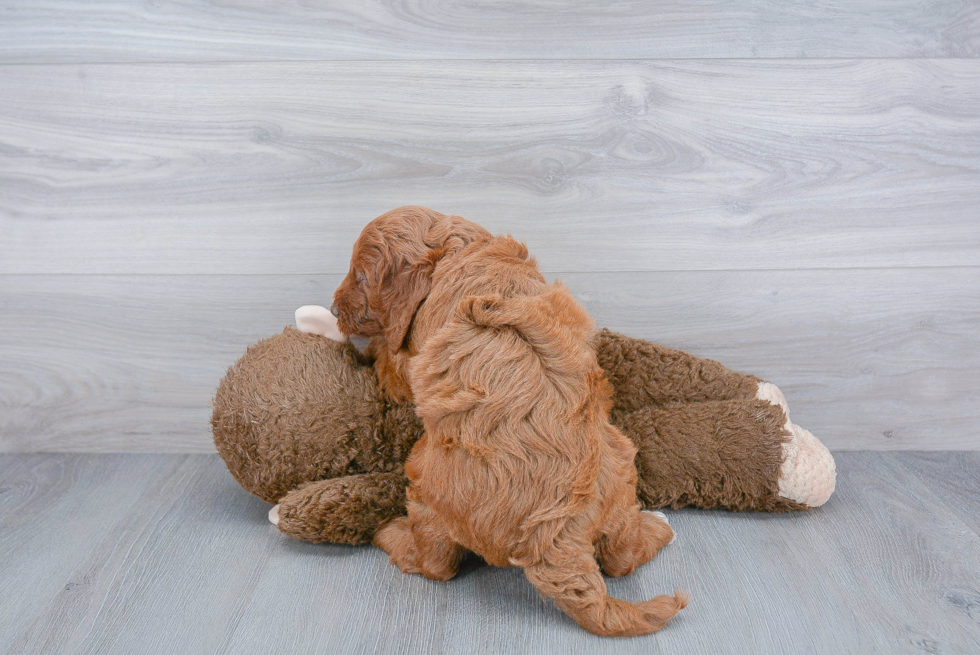 Hypoallergenic Golden Retriever Poodle Mix Puppy