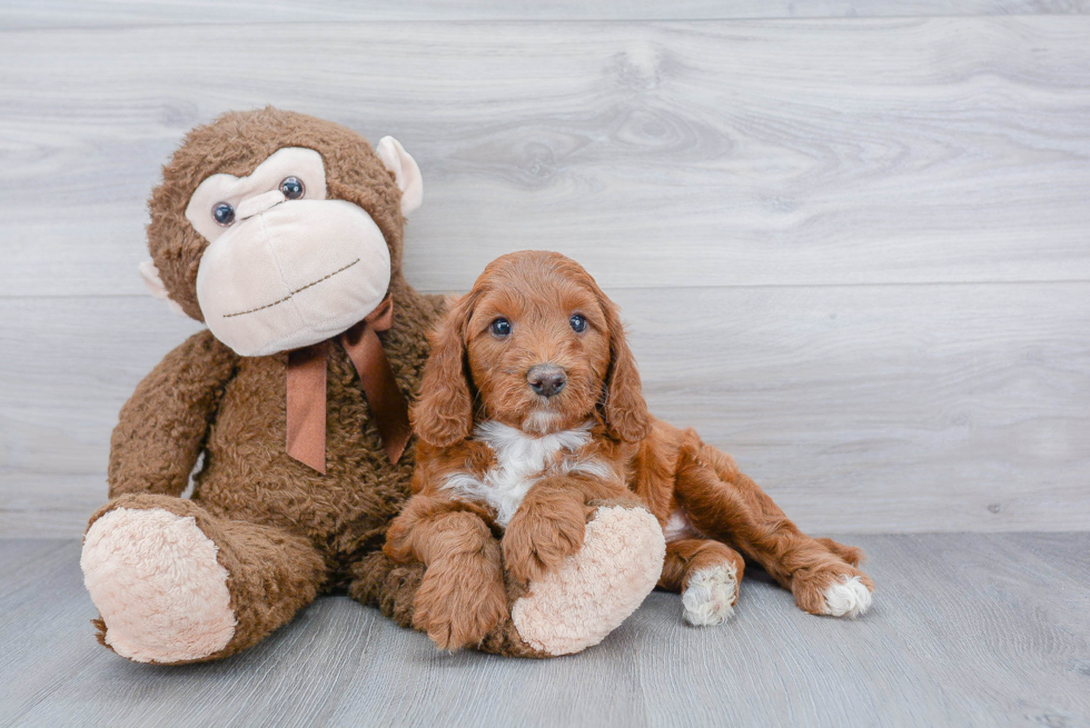 Best Mini Goldendoodle Baby