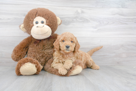 Happy Mini Goldendoodle Baby