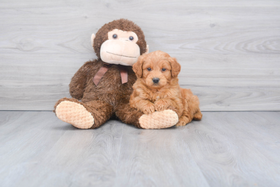 Petite Mini Goldendoodle Poodle Mix Pup