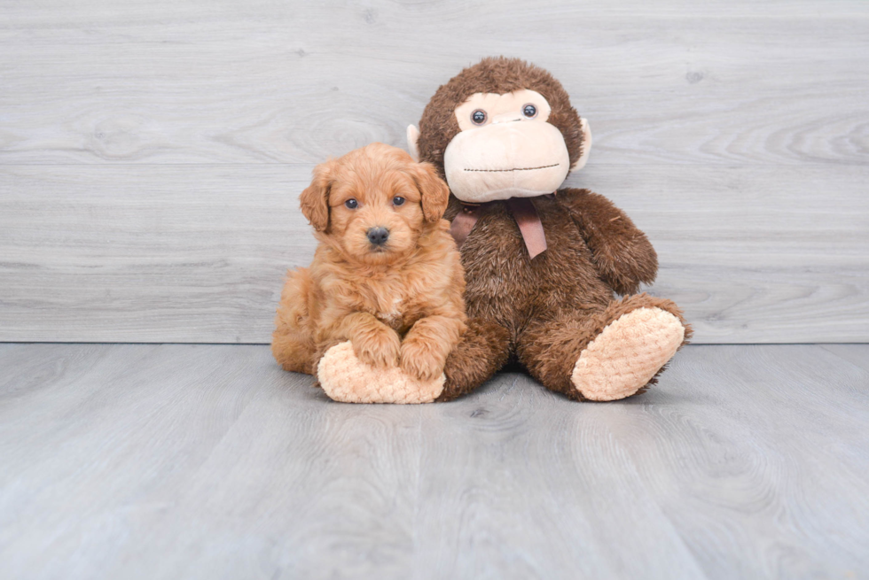 Mini Goldendoodle Pup Being Cute