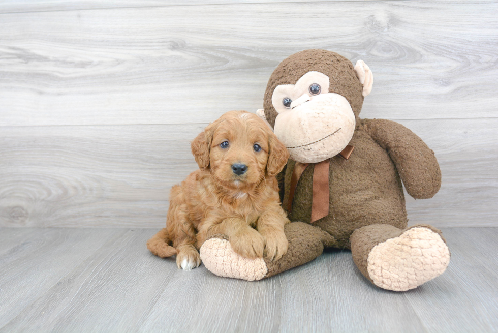 Petite Mini Goldendoodle Poodle Mix Pup