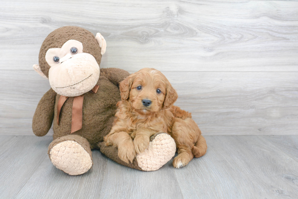 Adorable Golden Retriever Poodle Mix Puppy