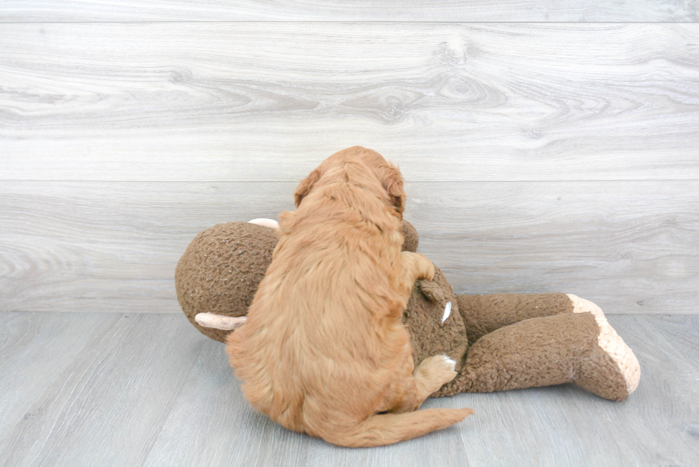 Happy Mini Goldendoodle Baby