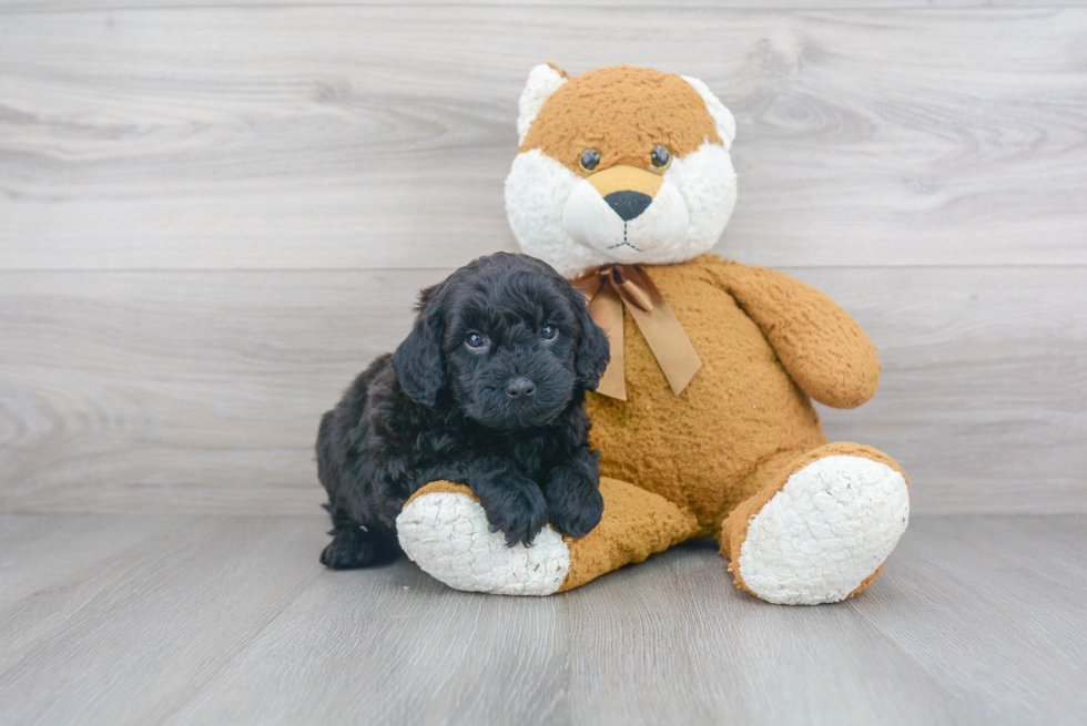 Adorable Golden Retriever Poodle Mix Puppy