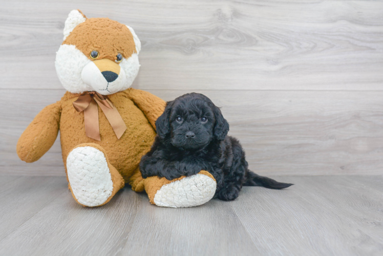 Mini Goldendoodle Puppy for Adoption