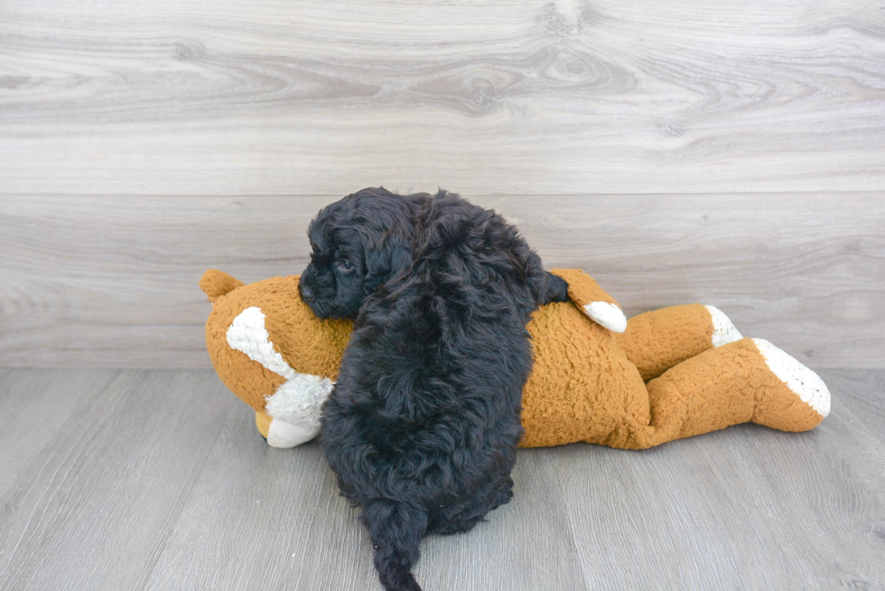 Best Mini Goldendoodle Baby