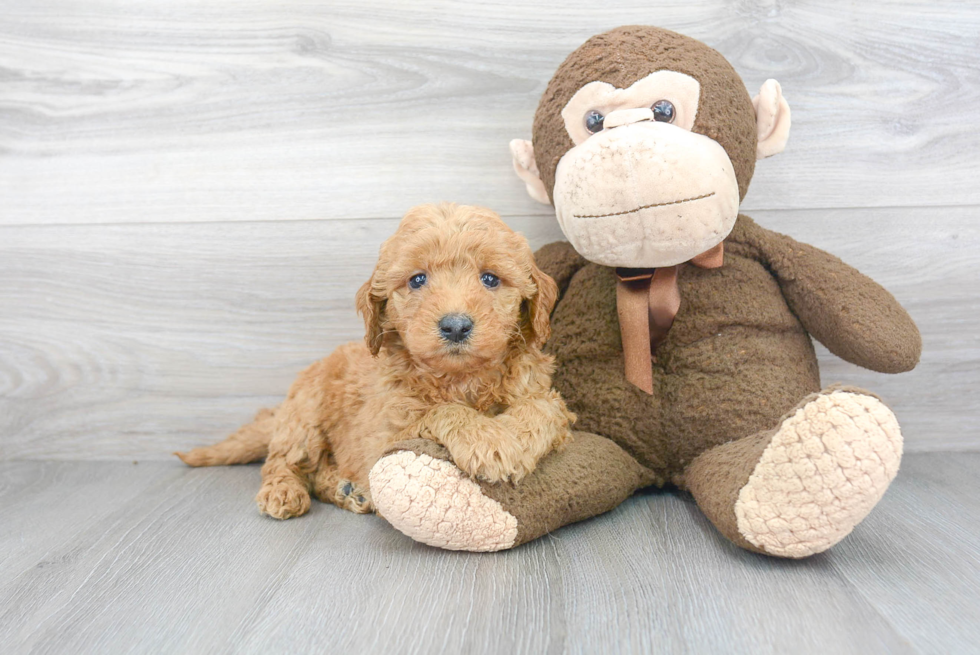 Mini Goldendoodle Pup Being Cute