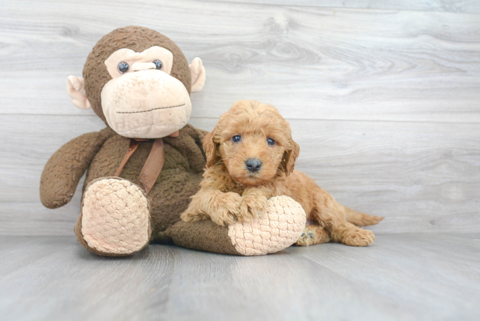 Small Mini Goldendoodle Baby