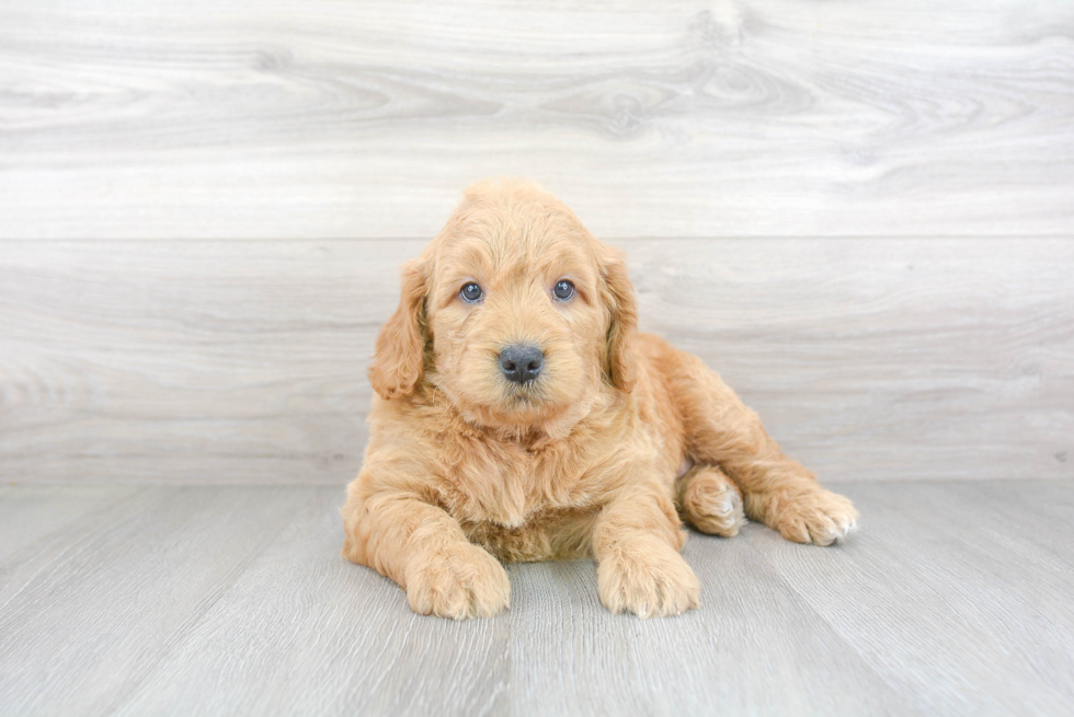 Playful Golden Retriever Poodle Mix Puppy