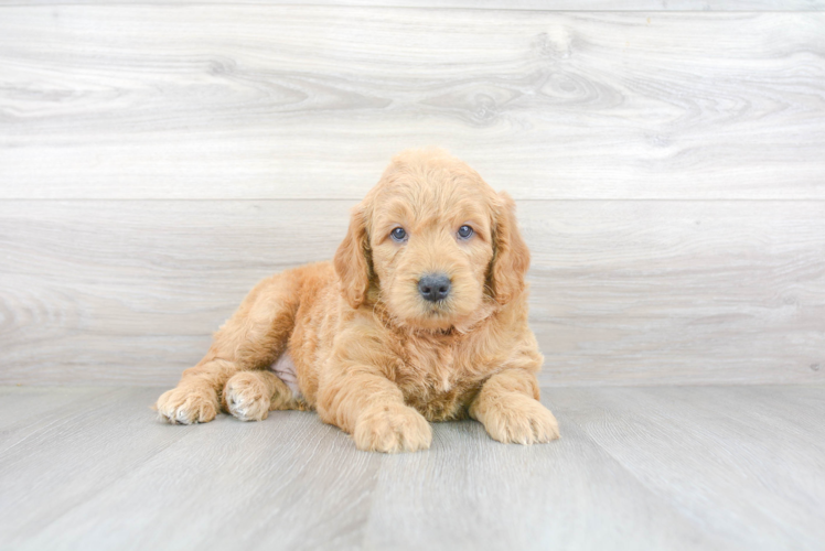 Mini Goldendoodle Puppy for Adoption