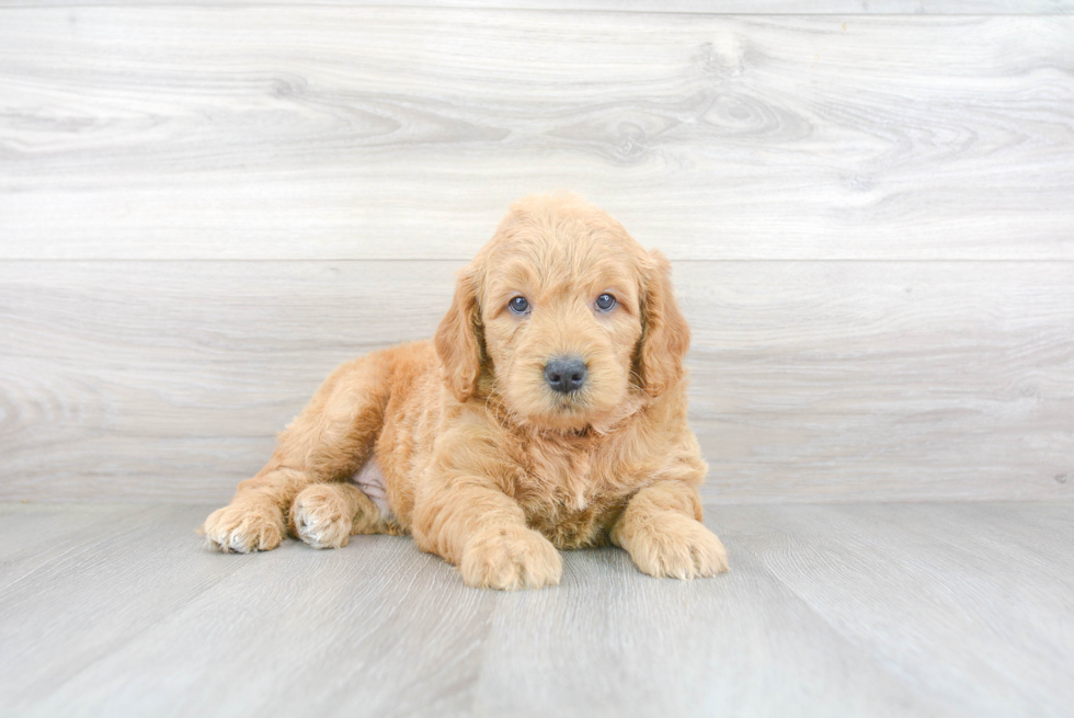 Mini Goldendoodle Puppy for Adoption