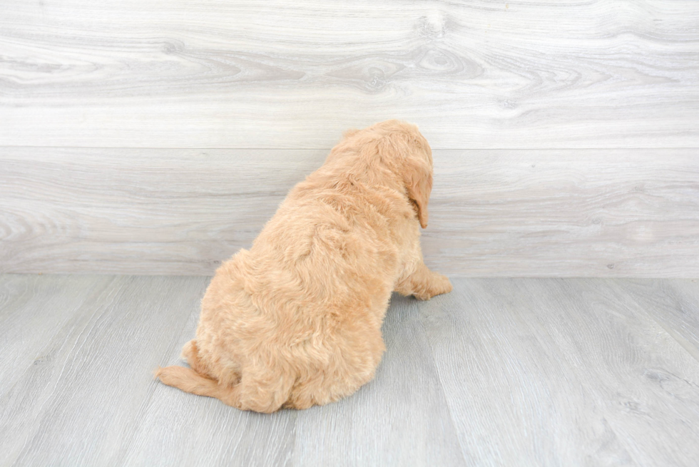 Energetic Golden Retriever Poodle Mix Puppy