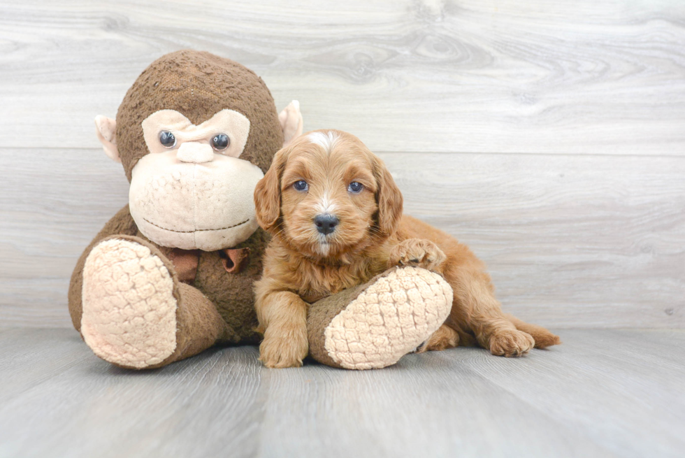 Petite Mini Goldendoodle Poodle Mix Pup