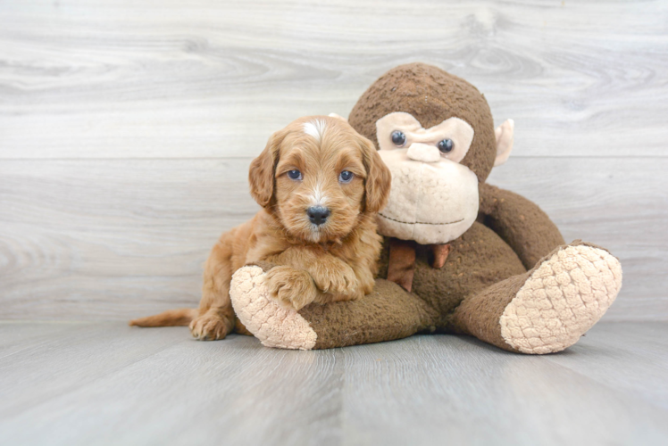 Mini Goldendoodle Puppy for Adoption