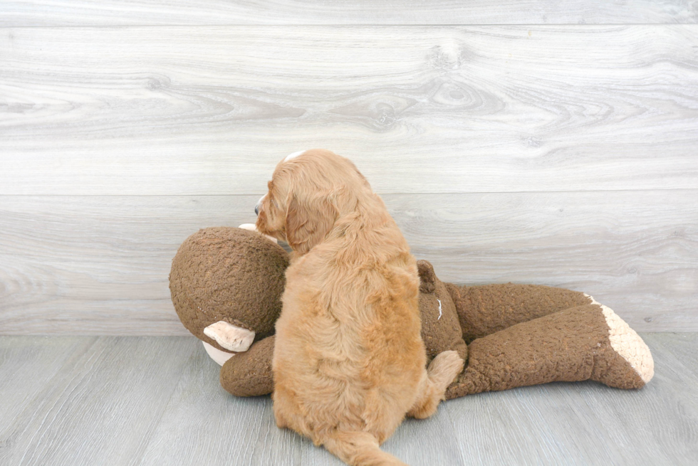 Mini Goldendoodle Pup Being Cute