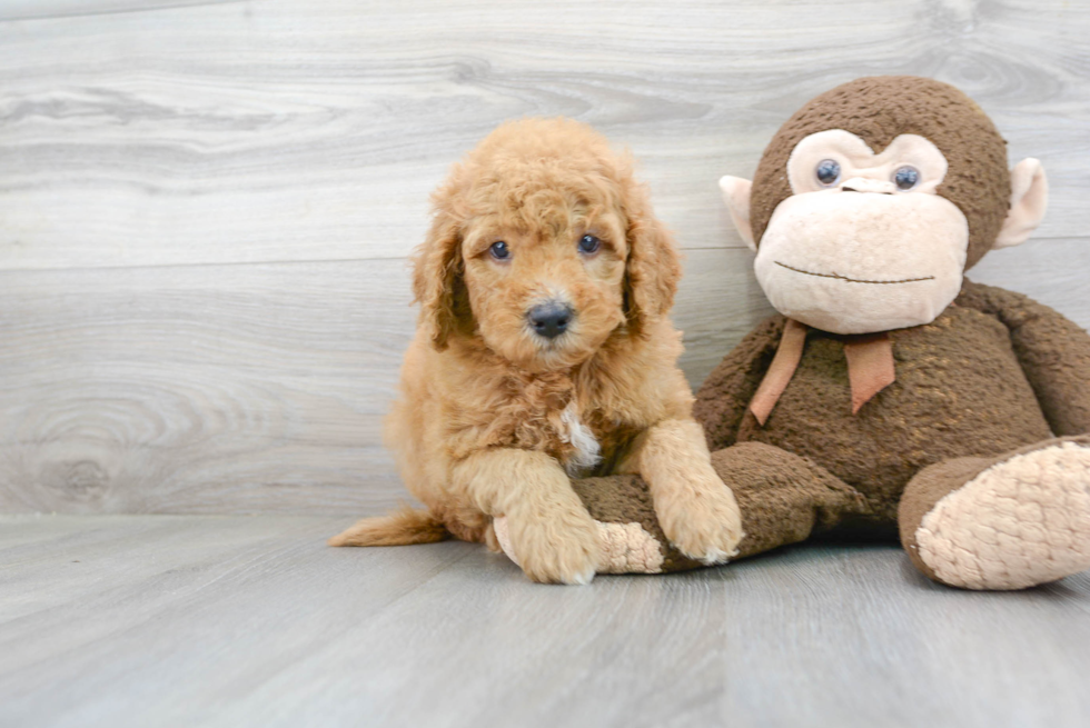 Funny Mini Goldendoodle Poodle Mix Pup