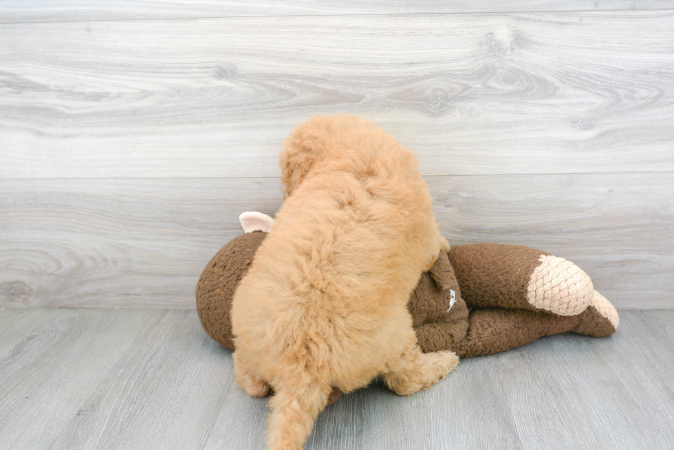 Best Mini Goldendoodle Baby