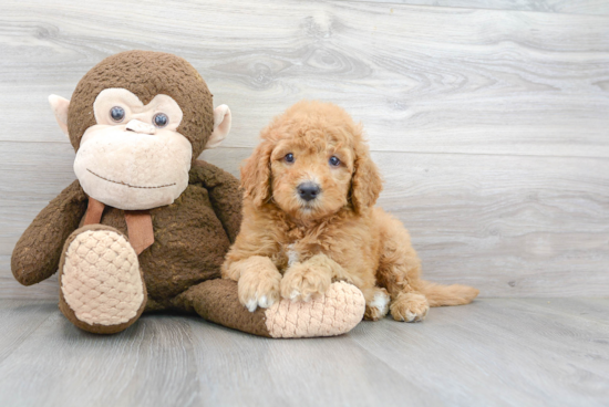 Playful Golden Retriever Poodle Mix Puppy