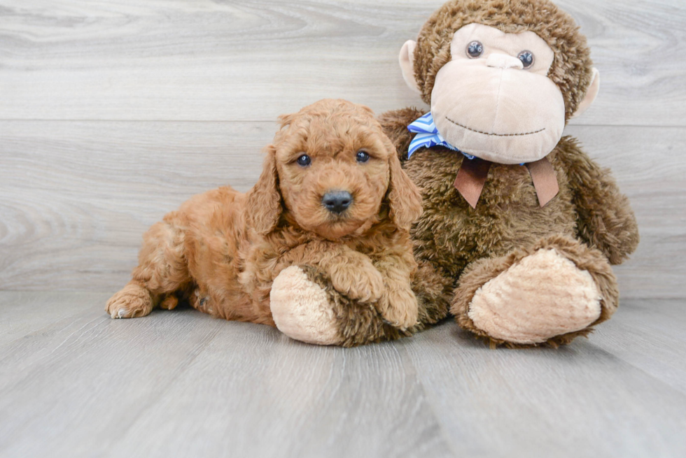 Mini Goldendoodle Pup Being Cute