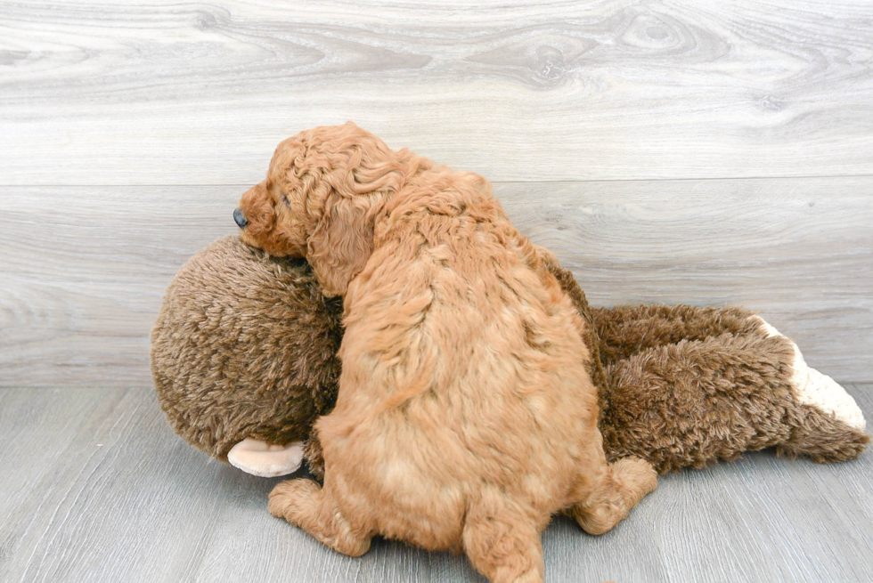 Mini Goldendoodle Pup Being Cute