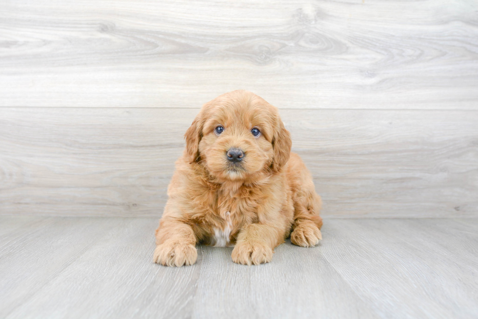 Friendly Mini Goldendoodle Baby