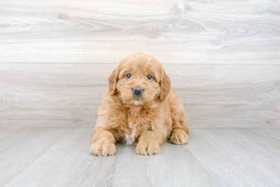 Friendly Mini Goldendoodle Baby