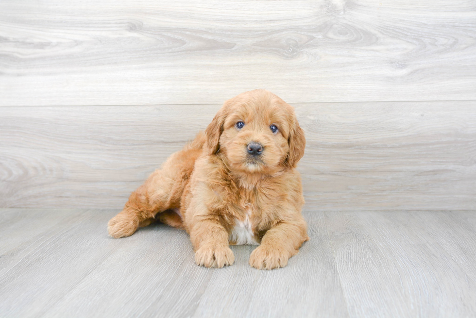 Small Mini Goldendoodle Baby