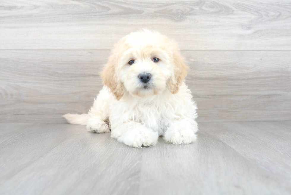 Mini Goldendoodle Puppy for Adoption