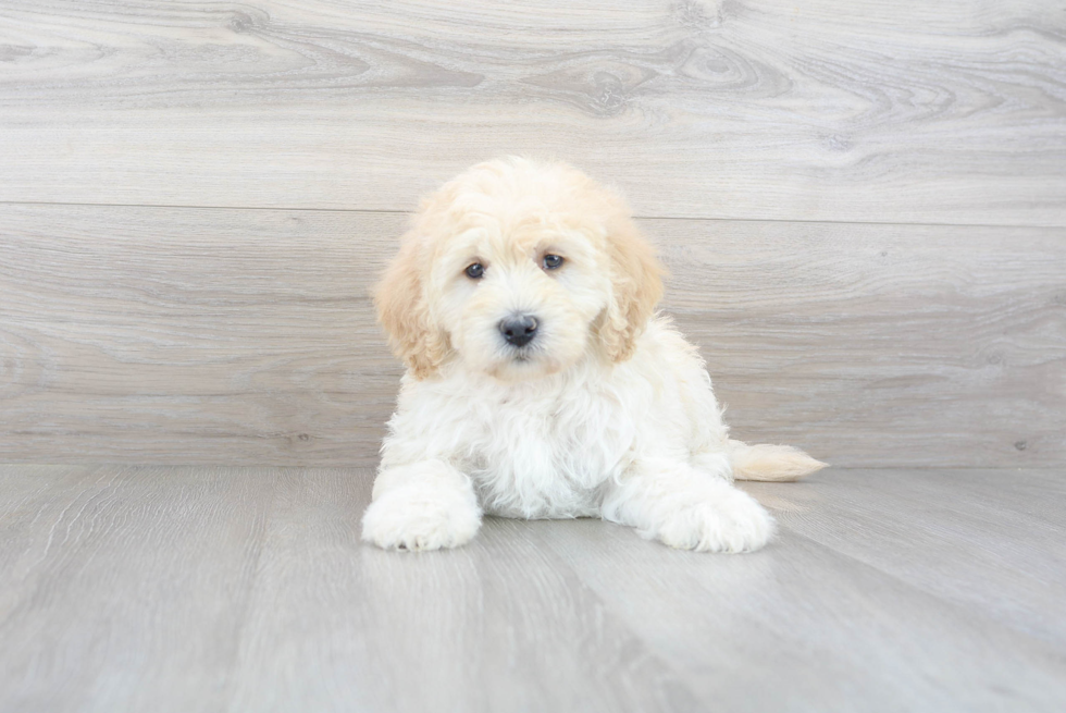 Popular Mini Goldendoodle Poodle Mix Pup