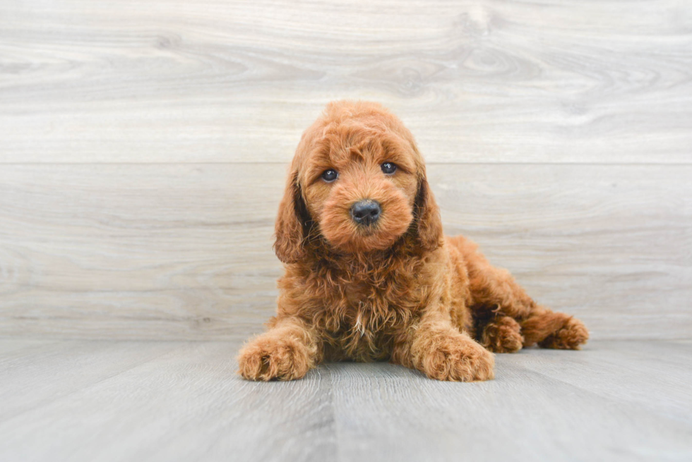 Friendly Mini Goldendoodle Baby