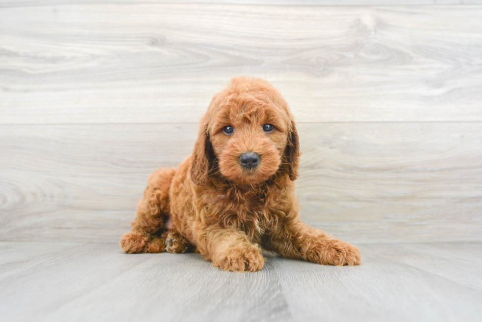 Little Golden Retriever Poodle Mix Puppy