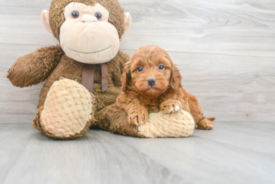 Friendly Mini Goldendoodle Baby