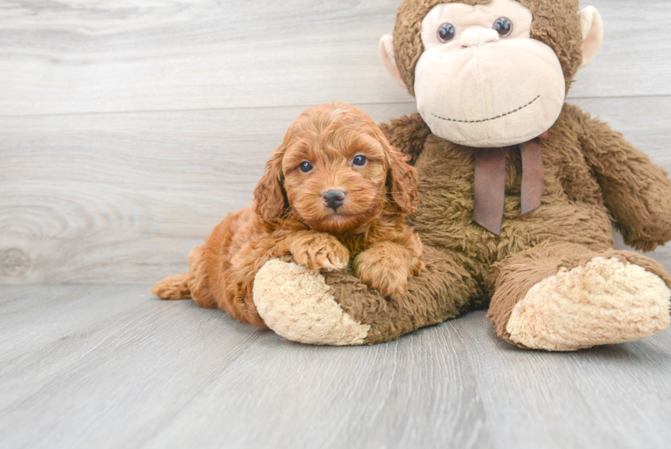 Mini Goldendoodle Puppy for Adoption