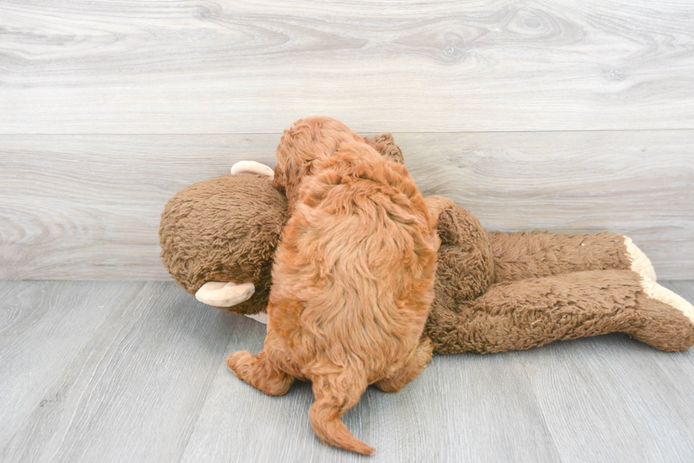 Mini Goldendoodle Pup Being Cute