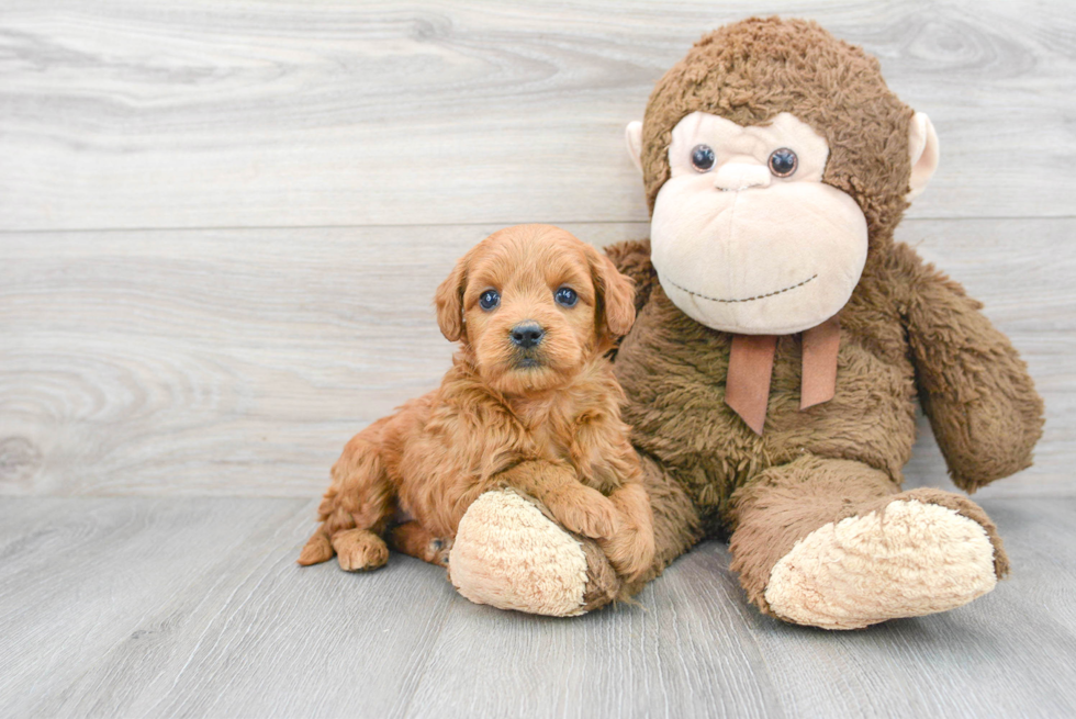 Mini Goldendoodle Pup Being Cute