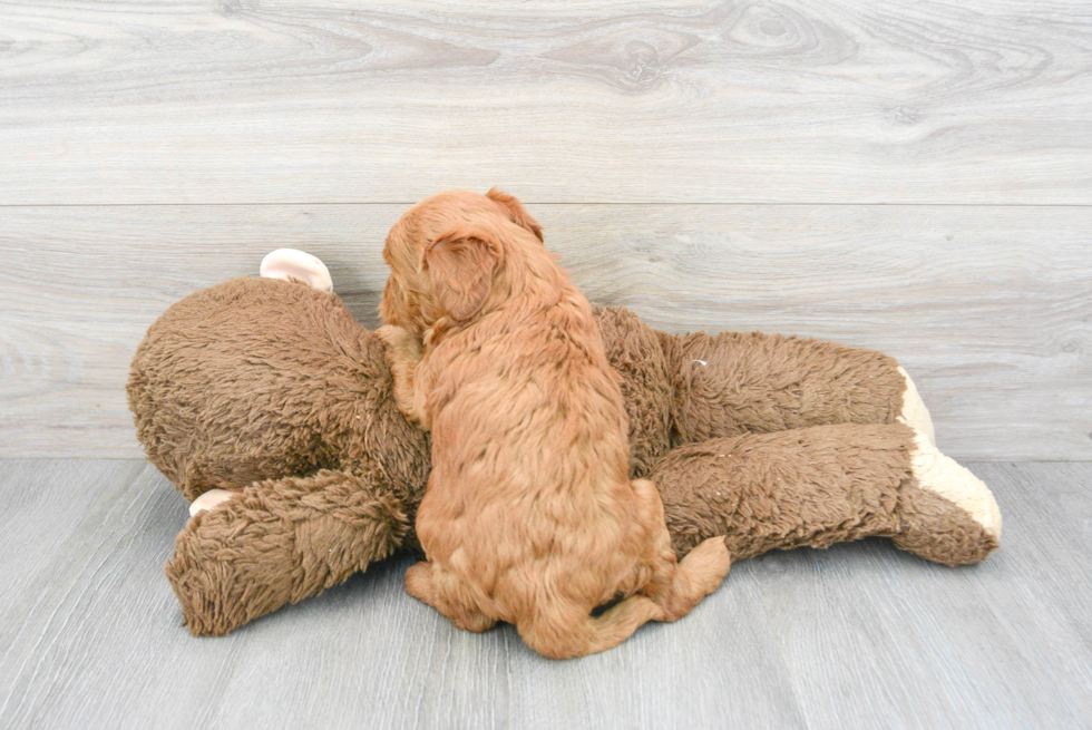 Fluffy Mini Goldendoodle Poodle Mix Pup
