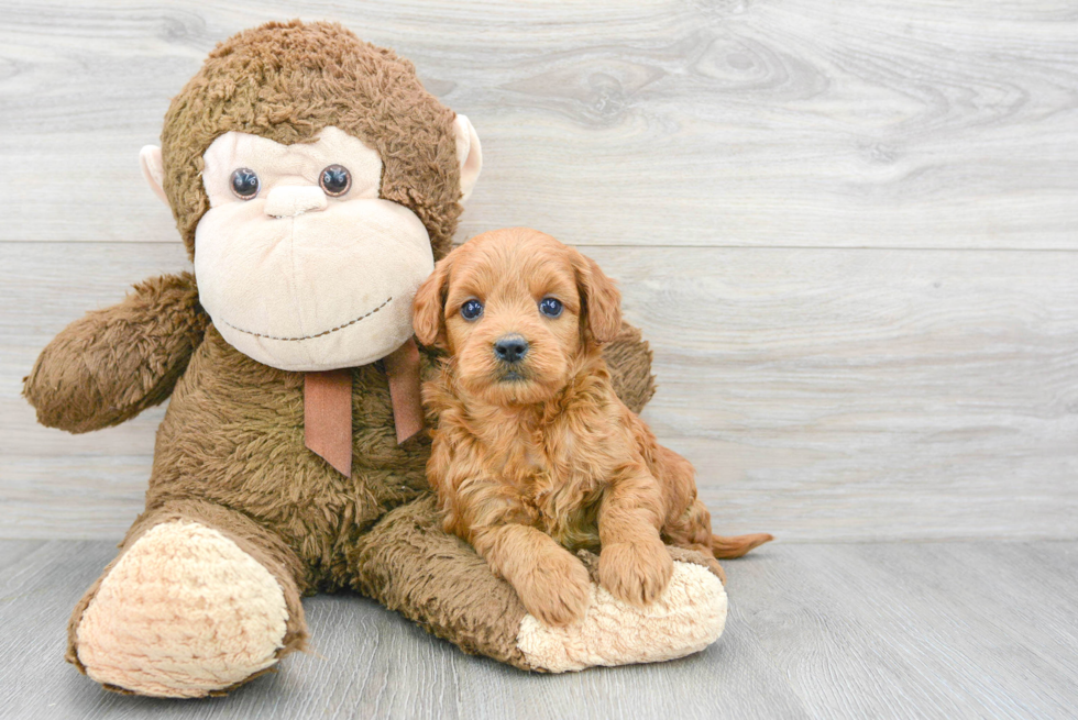 Mini Goldendoodle Pup Being Cute