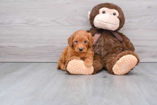 Fluffy Mini Goldendoodle Poodle Mix Pup