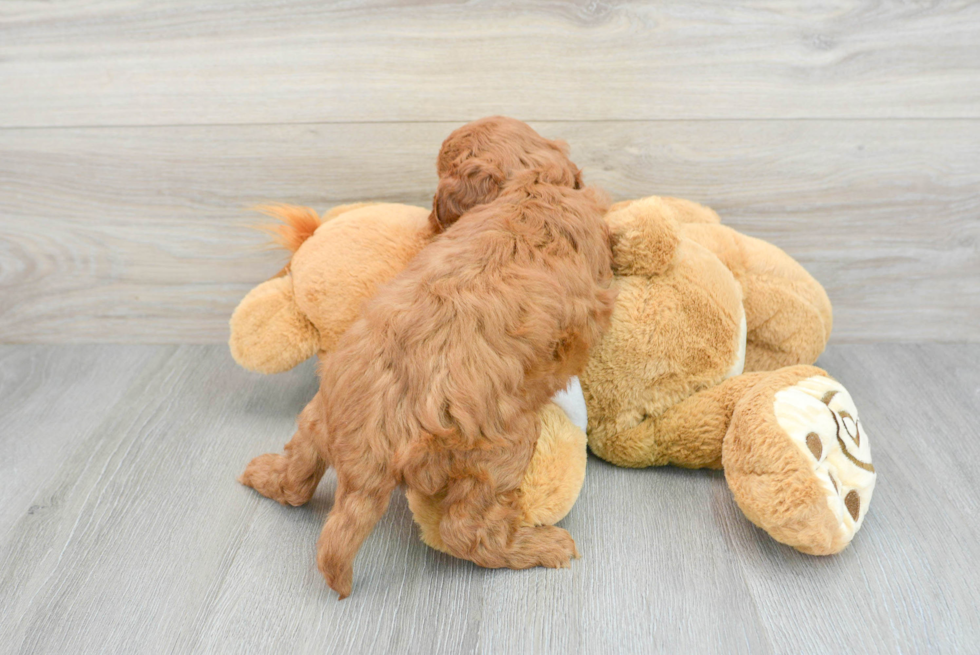 Mini Goldendoodle Puppy for Adoption