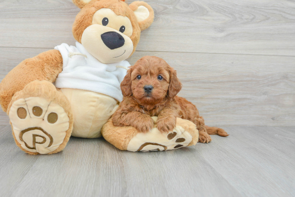 Best Mini Goldendoodle Baby