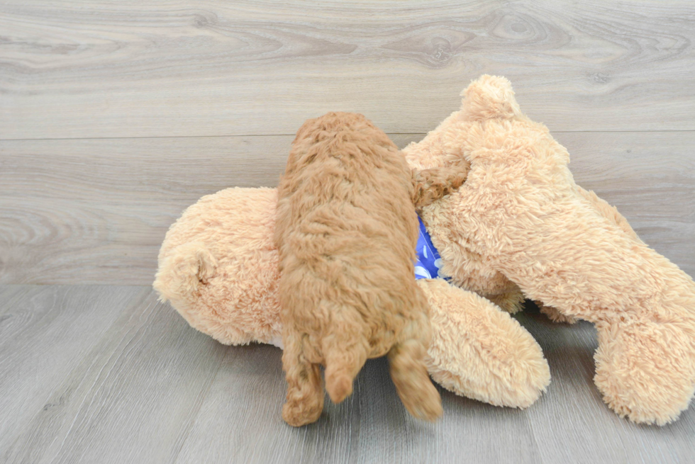 Mini Goldendoodle Puppy for Adoption