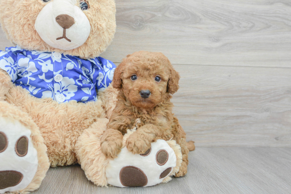 Small Mini Goldendoodle Baby