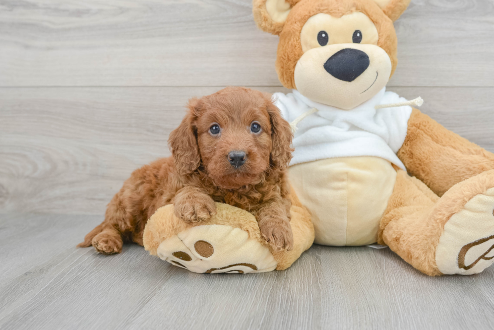 Mini Goldendoodle Pup Being Cute