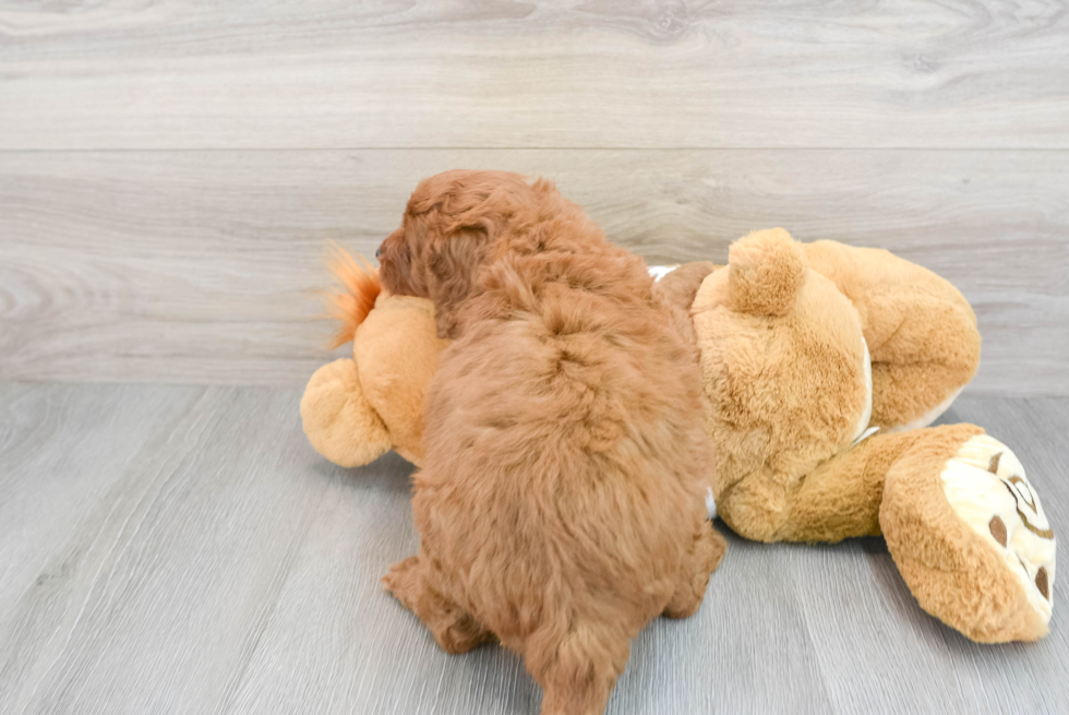 Adorable Golden Retriever Poodle Mix Puppy