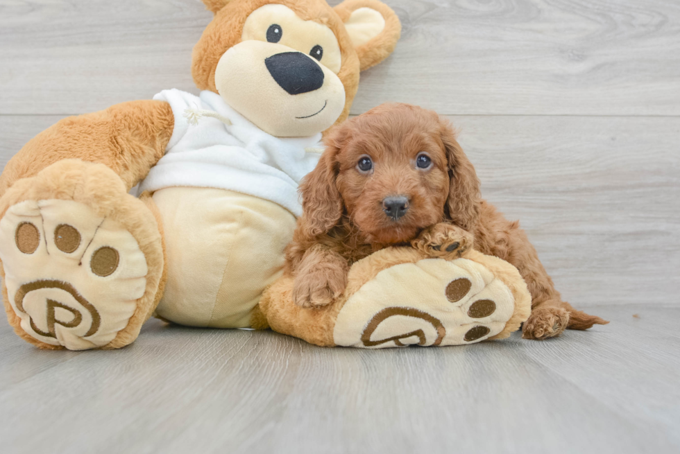 Fluffy Mini Goldendoodle Poodle Mix Pup