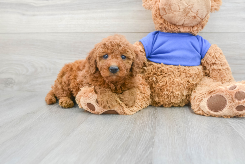 Mini Goldendoodle Pup Being Cute